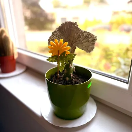 Luna Olimpia Port Daire Wroclaw